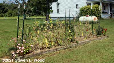 Sad looking cucumber vines