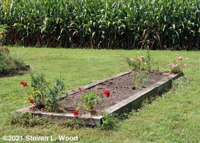 Narrow bed cleared of cucumber vines and trellis