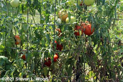 Earlirouge tomatoes recovering nicely from blight