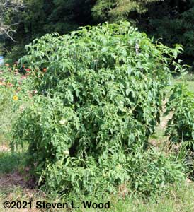 Moira tomato plants