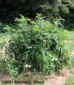 Quinte tomato plants