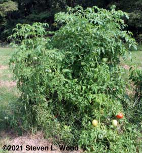 Crimson Sprinter tomato plants