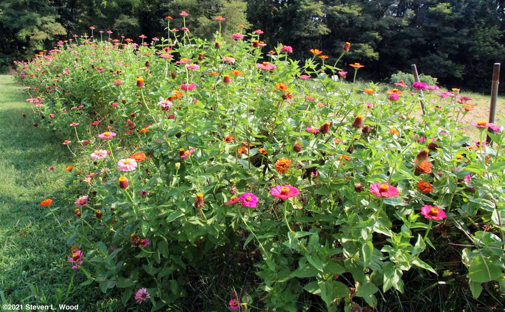 Our row of zinnias - August 27, 2021