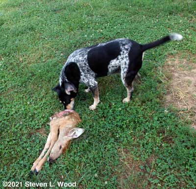 Petra with deer carcass