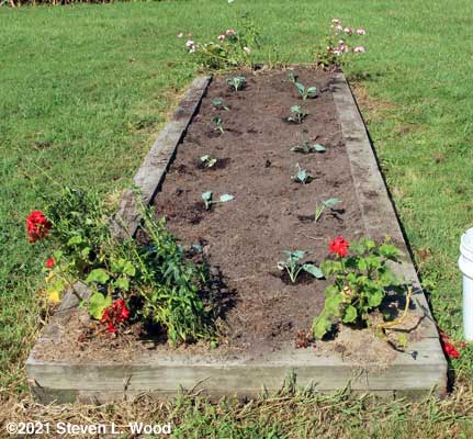 Brassica transplanting done