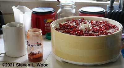 Getting started grinding dried peppers into paprika