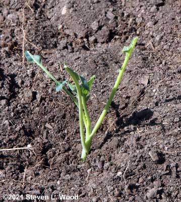 Nibbled brassica plant