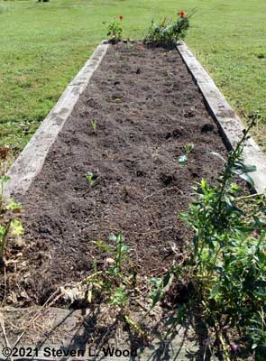 Failed brassica planting