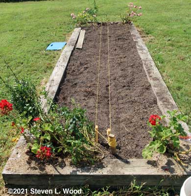 Seeding carrots