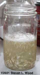 Japanese Long Pickling cucumber seed and gel fermenting in jar