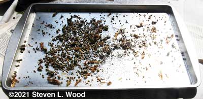 Spinach seed drying on cookie sheet