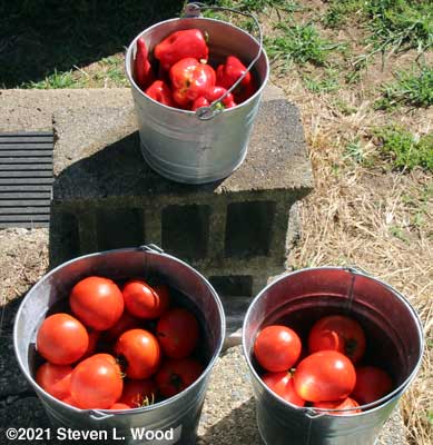 Today's harvest of tomatoes and peppers