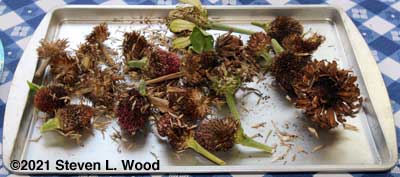 Zinnia seed heads