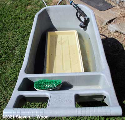 Soaking plant trays in bleach water