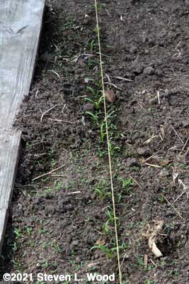 Weedy spinach row
