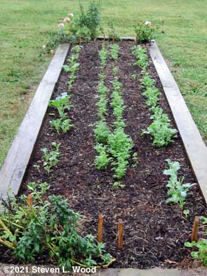 Kale and carrots loving the rain