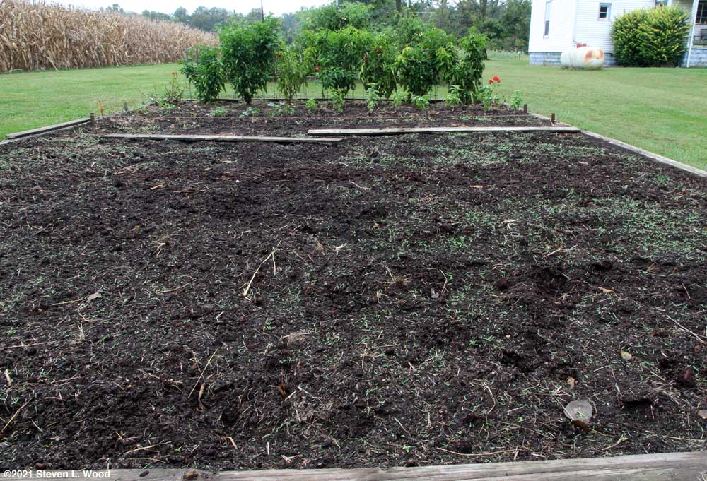 Lots of seedling weeds emerging