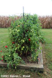 Earlirouge tomato plant