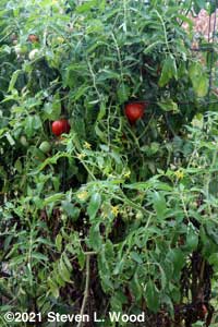Another Earlifouge tomato plant