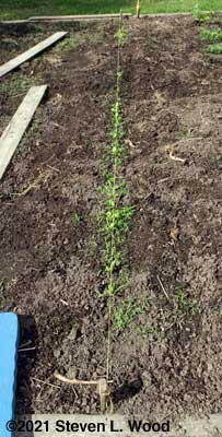 Spinach row before hand weeding