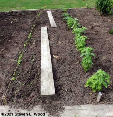 Spinach, basil, and parsley rows after weeding