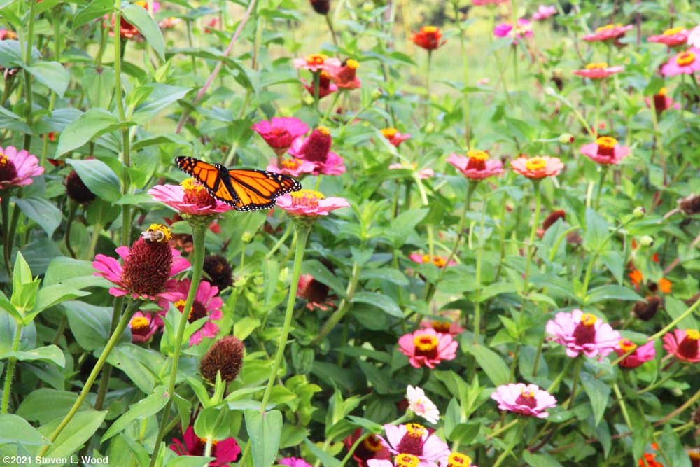 Viceroy butterfly on zinnia
