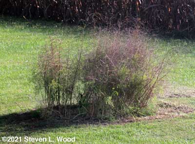 Bonnie's Asparagus Patch weeded