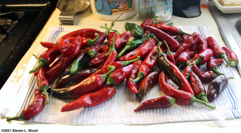 Paprika peppers