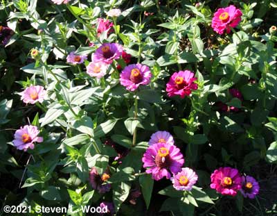 Zinnias