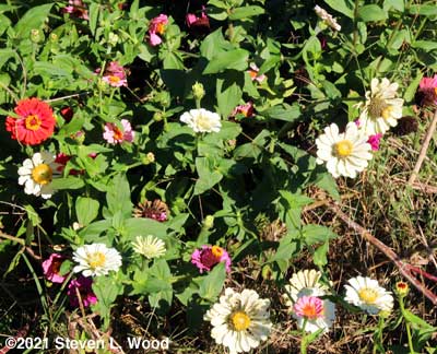 More pretty zinnias