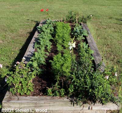 Fall carrots and kale