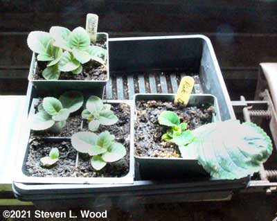 New gloxinias from leaf cuttings