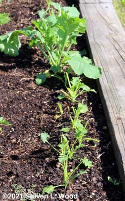 Kale nibbled by rabbits