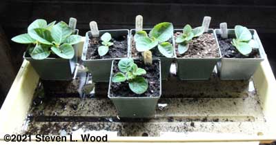 Gloxinias from leaf cuttings