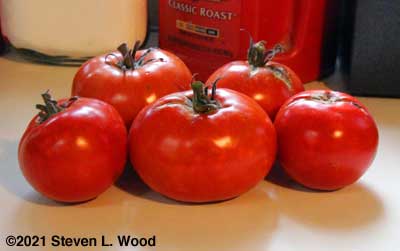 Crimson Sprinter tomatoes