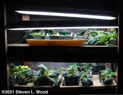 Gloxinias under plant lights