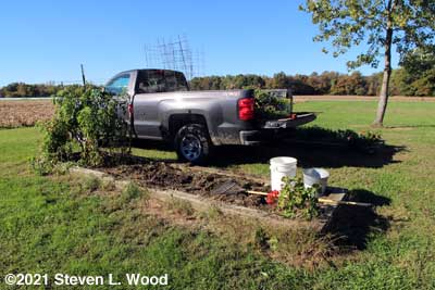 Pulling Earlirouge tomato plants