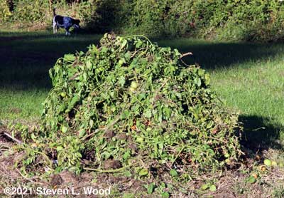 Compost pile with tomato plants added