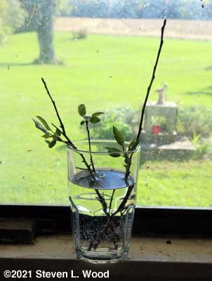 Geneva 222 rootstock cuttings