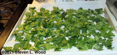 Parsley leaves laid out on cookie sheet for drying