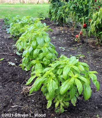 Basil and parsley row