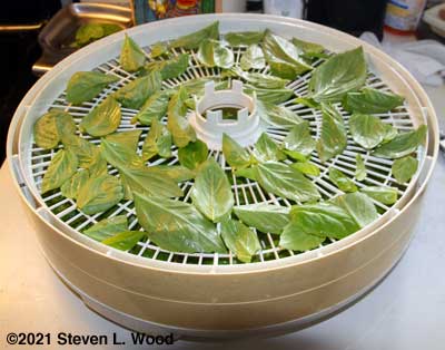 Food dehydrator shelf filled with basil leaves