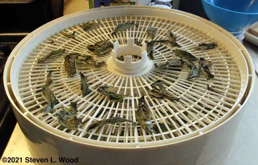 Dried basil leaves that previously filled tray