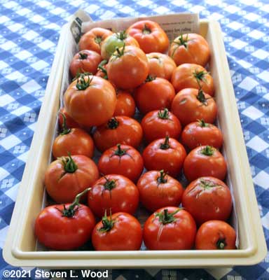 Tomatoes in tray to ripen