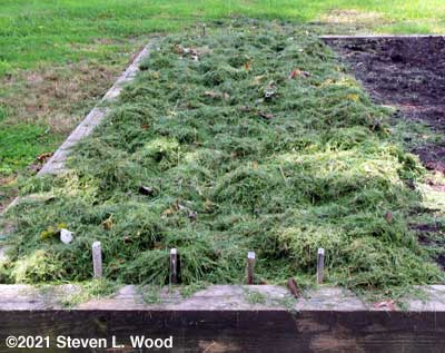 Garlic mulched for the winter