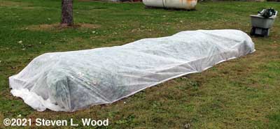 Narrow bed of kale and carrots with floating row cover