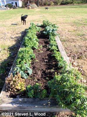 Rows of kale