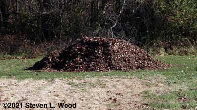 Large compost pile covered with leaves