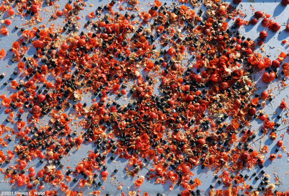 Crushed asparagus berries and seed