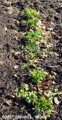 Parsley remaining in main garden bed